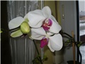orhideje